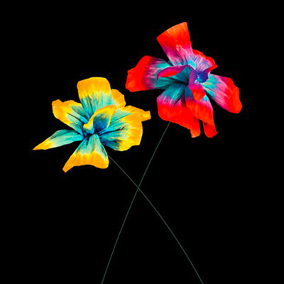 Cosi Speciale - LP | Diodato Store Sony Music Italy  805330709281